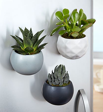 Magnetic Succulent Trio by Real Simple®